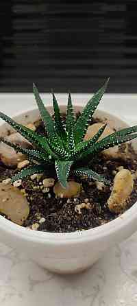 Хавортия Донецк