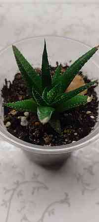 Хавортия Донецк