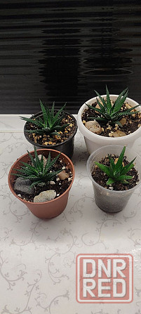 Хавортия Донецк - изображение 1