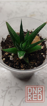 Хавортия Донецк - изображение 3