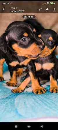 Свободны 2 мальчика цвергпинчера Донецк