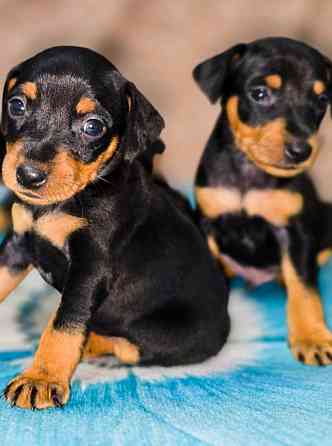 Свободны 2 мальчика цвергпинчера Донецк