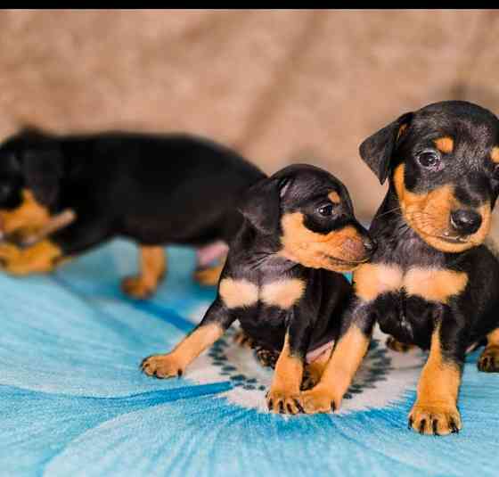 Свободны 2 мальчика цвергпинчера Донецк
