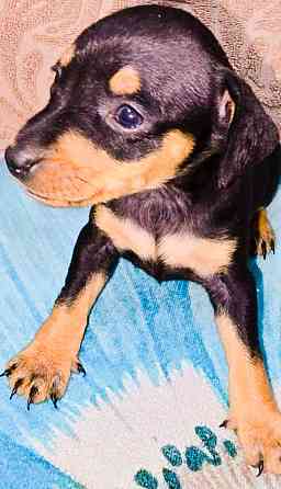 Свободны 2 мальчика цвергпинчера Донецк