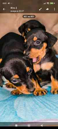 Свободны 2 мальчика цвергпинчера Донецк