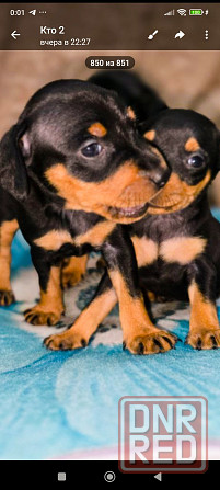 Свободны 2 мальчика цвергпинчера Донецк - изображение 1