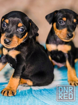 Свободны 2 мальчика цвергпинчера Донецк - изображение 4