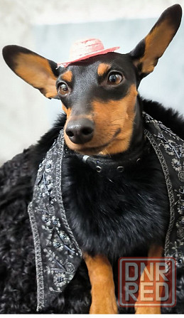 Свободны 2 мальчика цвергпинчера Донецк - изображение 7