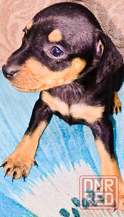 Свободны 2 мальчика цвергпинчера Донецк - изображение 2