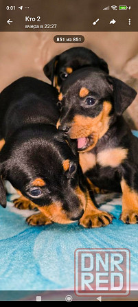 Свободны 2 мальчика цвергпинчера Донецк - изображение 3