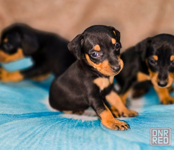 Свободны 2 мальчика цвергпинчера Донецк - изображение 6