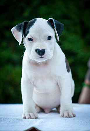 Высокопородные щенки стаффордширского терьера Донецк