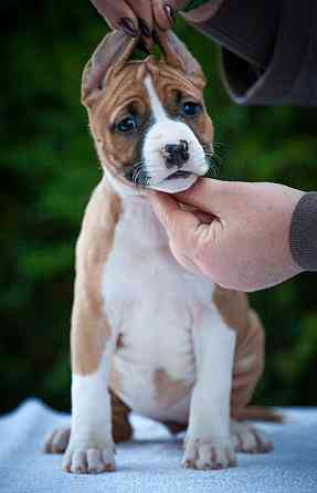 Высокопородные щенки стаффордширского терьера Донецк