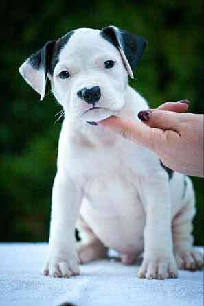 Высокопородные щенки стаффордширского терьера Донецк