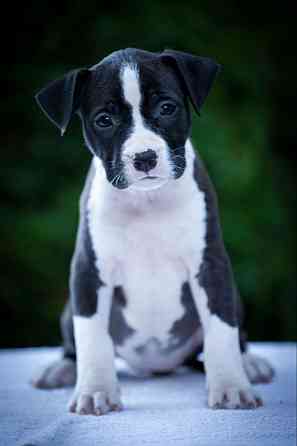 Высокопородные щенки стаффордширского терьера Донецк