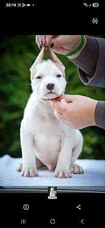 Высокопородные щенки стаффордширского терьера Донецк