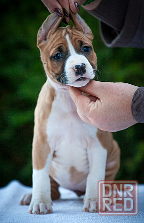 Высокопородные щенки стаффордширского терьера Донецк - изображение 2