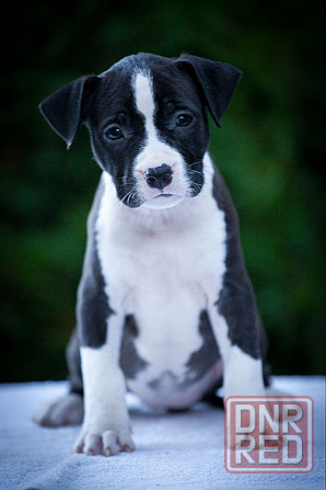 Высокопородные щенки стаффордширского терьера Донецк - изображение 5