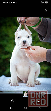 Высокопородные щенки стаффордширского терьера Донецк - изображение 4