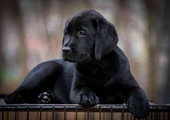 Высокопородная девочка Лабрадора. Донецк