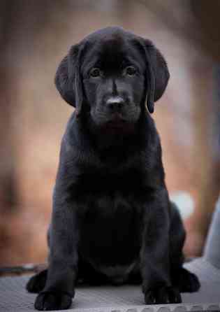 Высокопородная девочка Лабрадора. Донецк