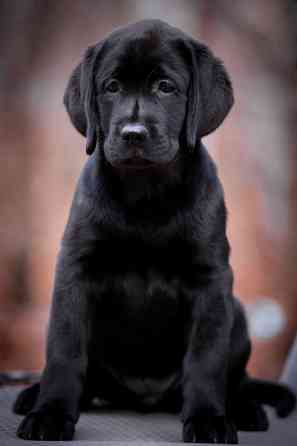 Высокопородная девочка Лабрадора. Донецк