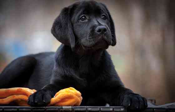 Высокопородная девочка Лабрадора. Донецк