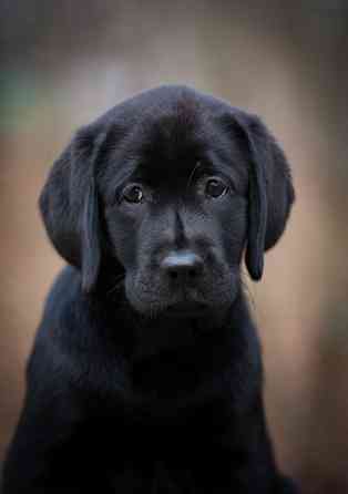 Высокопородная девочка Лабрадора. Донецк