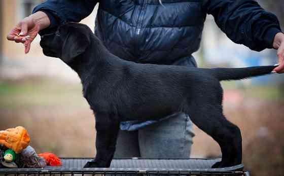 Высокопородная девочка Лабрадора. Донецк