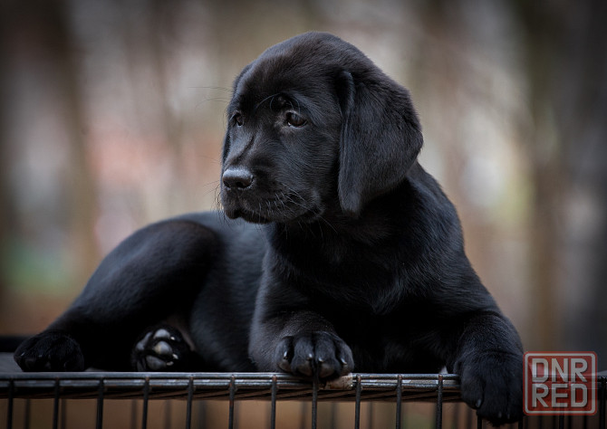 Высокопородная девочка Лабрадора. Донецк - изображение 6