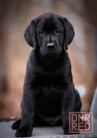 Высокопородная девочка Лабрадора. Донецк - изображение 2