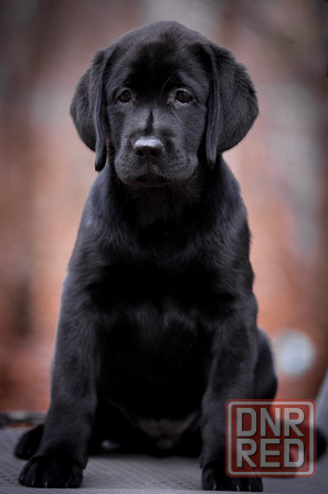 Высокопородная девочка Лабрадора. Донецк - изображение 5