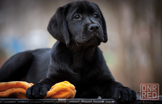 Высокопородная девочка Лабрадора. Донецк - изображение 1