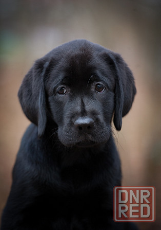 Высокопородная девочка Лабрадора. Донецк - изображение 4