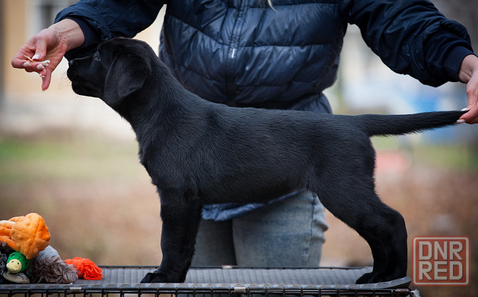 Высокопородная девочка Лабрадора. Донецк - изображение 3