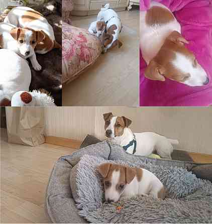 Щенки джек рассел терьер Донецк