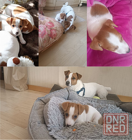 Щенки джек рассел терьер Донецк - изображение 1