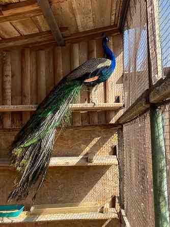 Попугаи Мариуполь