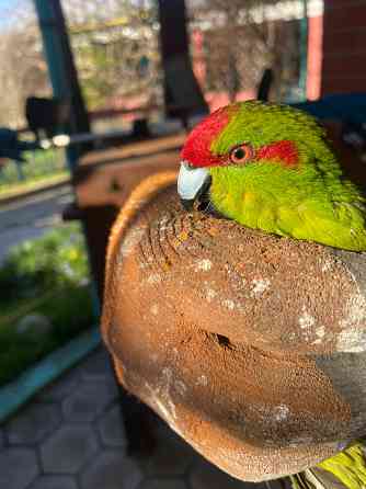 Попугаи Мариуполь