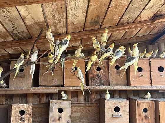 Попугаи Мариуполь