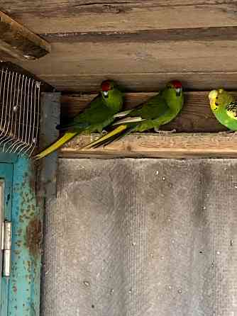 Попугаи Мариуполь