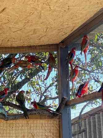 Попугаи Мариуполь