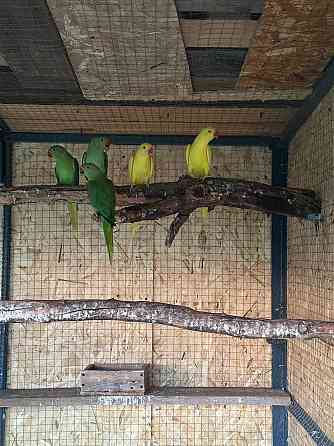 Попугаи Мариуполь