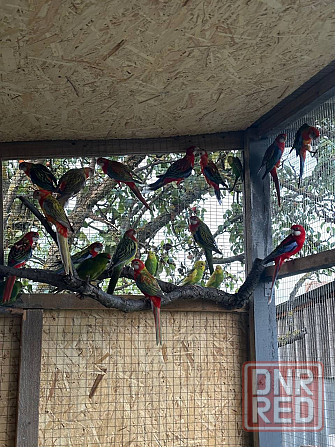 Попугаи Мариуполь - изображение 7