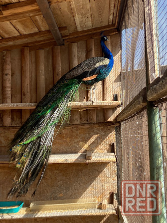 Попугаи Мариуполь - изображение 1