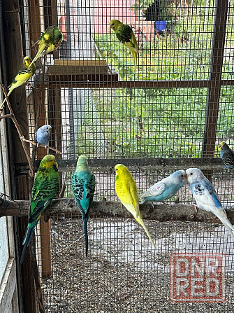 Попугаи Мариуполь - изображение 8
