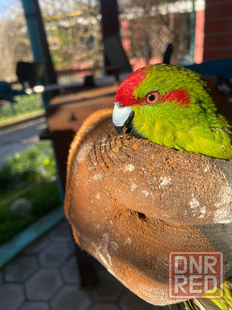 Попугаи Мариуполь - изображение 3