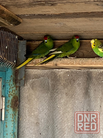 Попугаи Мариуполь - изображение 2