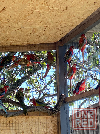 Попугаи Мариуполь - изображение 4