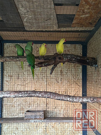 Попугаи Мариуполь - изображение 5